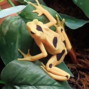 The Maryland Zoo keeps the Panamanian Golden Frog hopping